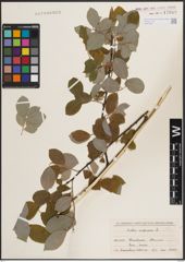 Foto von Salix caprea L.